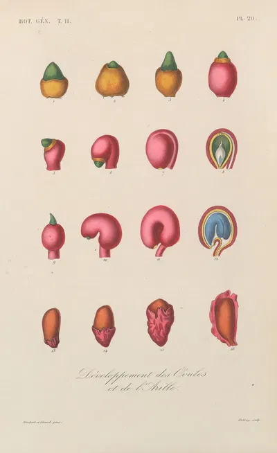 Traité de botanique générale Pl.071 by François Hérincq — digital art print download