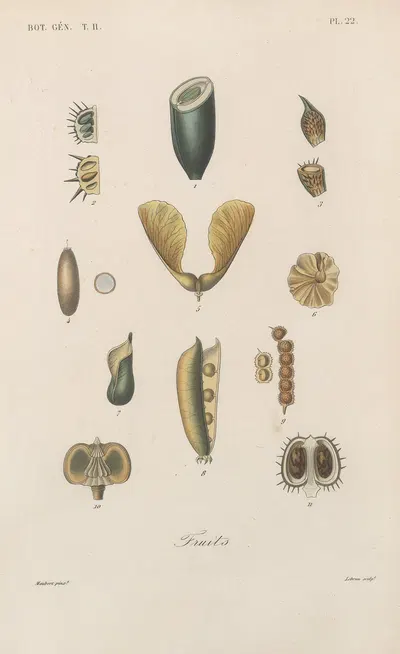 Traité de botanique générale Pl.073 by François Hérincq — digital art print download