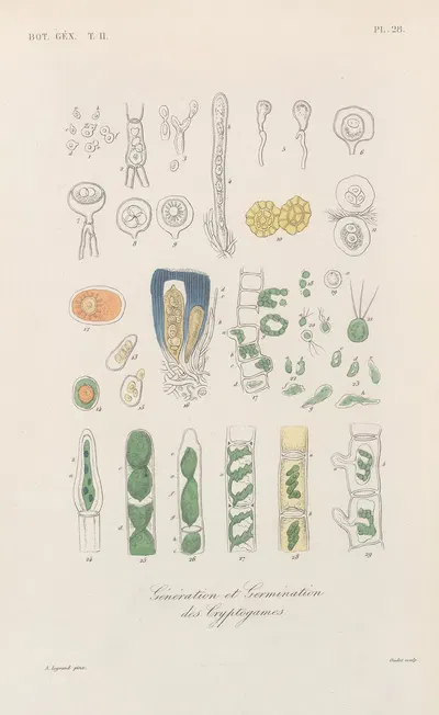 Traité de botanique générale Pl.079 by François Hérincq — digital art print download