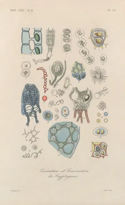Traité de botanique générale Pl.080 by François Hérincq — digital art print download