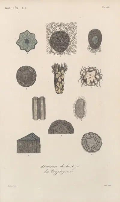 Traité de botanique générale Pl.083 by François Hérincq — digital art print download