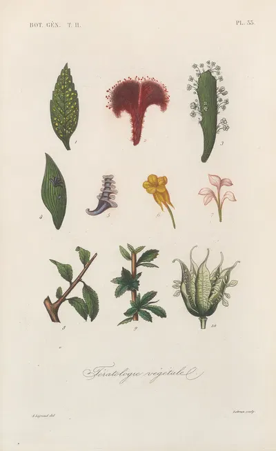 Traité de botanique générale Pl.084 by François Hérincq — digital art print download