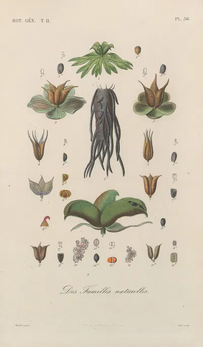 Traité de botanique générale Pl.087 by François Hérincq — digital art print download