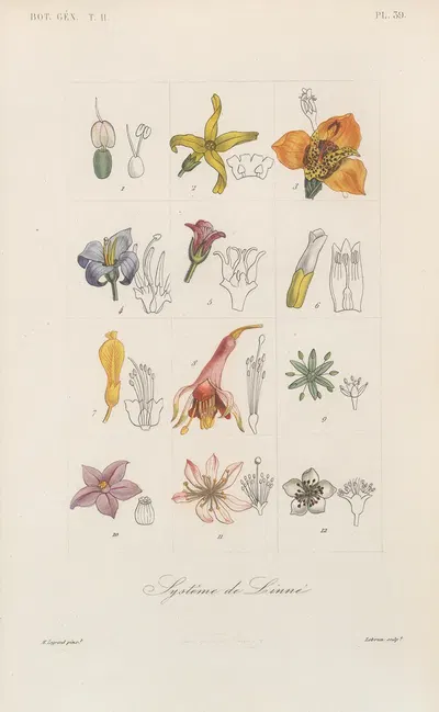 Traité de botanique générale Pl.090 by François Hérincq — digital art print download