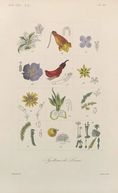 Traité de botanique générale Pl.091 by François Hérincq — digital art print download