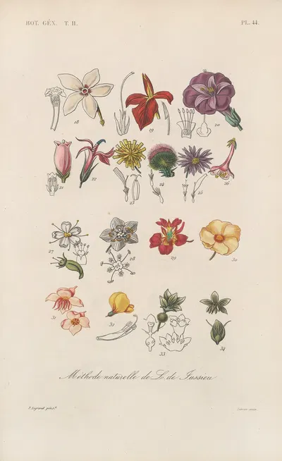 Traité de botanique générale Pl.095 by François Hérincq — digital art print download