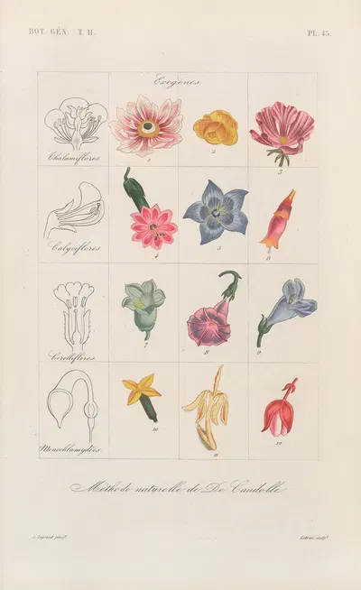 Traité de botanique générale Pl.096 by François Hérincq — digital art print download