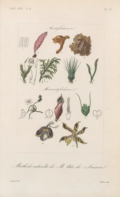 Traité de botanique générale Pl.099 by François Hérincq — digital art print download