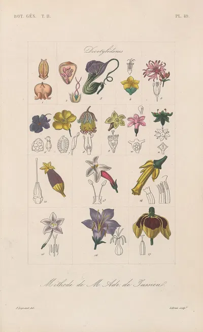 Traité de botanique générale Pl.100 by François Hérincq — digital art print download