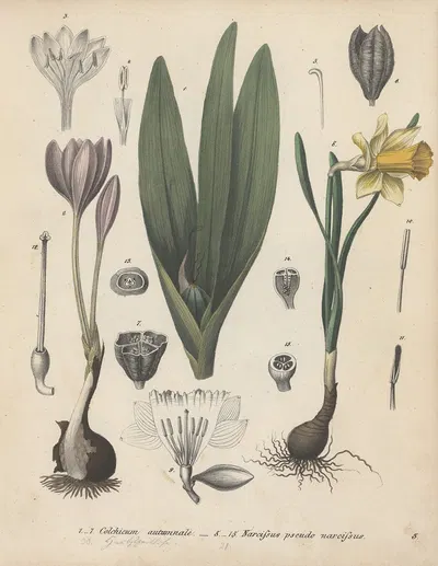 Giftpflanzen-Buch Pl.03 by Friedrich Berge, 1845 — digital art print download