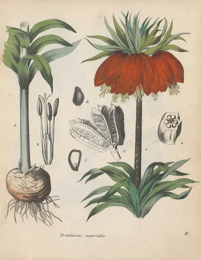 Giftpflanzen-Buch Pl.05 by Friedrich Berge, 1845 — digital art print download