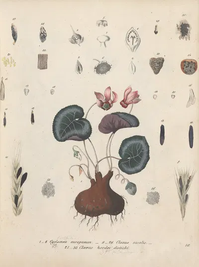 Giftpflanzen-Buch Pl.10 by Friedrich Berge, 1845 — digital art print download