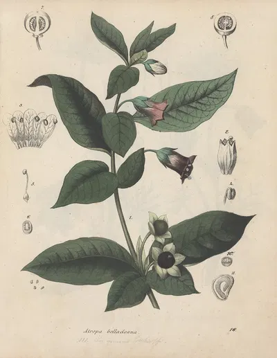 Giftpflanzen-Buch Pl.16 by Friedrich Berge, 1845 — digital art print download