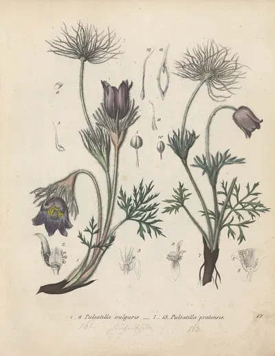 Giftpflanzen-Buch Pl.17 by Friedrich Berge, 1845 — digital art print download