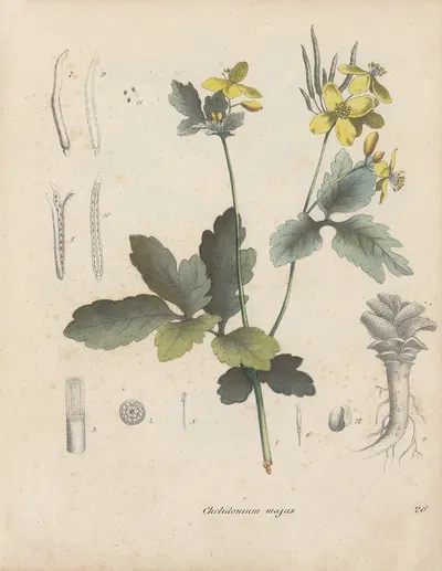 Giftpflanzen-Buch Pl.26 by Friedrich Berge, 1845 — digital art print download