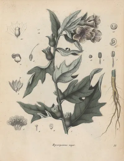 Giftpflanzen-Buch Pl.31 by Friedrich Berge, 1845 — digital art print download