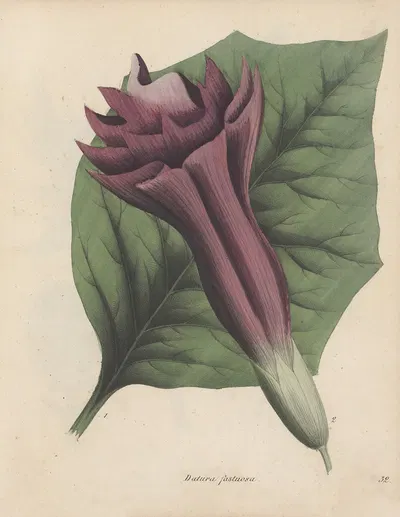 Giftpflanzen-Buch Pl.32 by Friedrich Berge, 1845 — digital art print download
