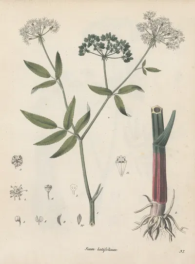 Giftpflanzen-Buch Pl.37 by Friedrich Berge, 1845 — digital art print download