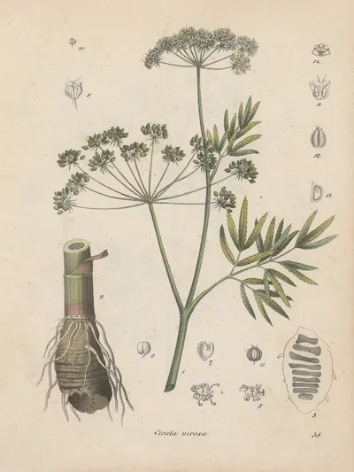 Giftpflanzen-Buch Pl.38 by Friedrich Berge, 1845 — digital art print download
