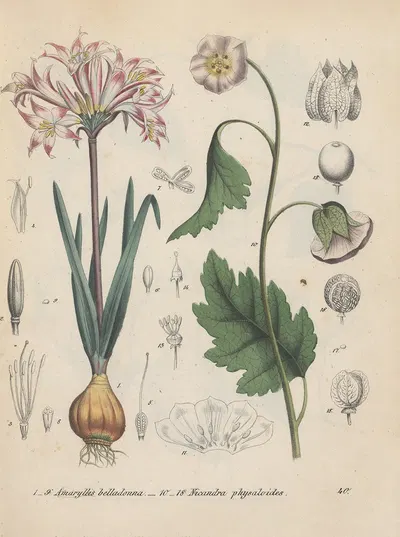 Giftpflanzen-Buch Pl.40 by Friedrich Berge, 1845 — digital art print download