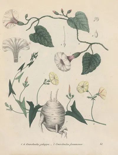 Giftpflanzen-Buch Pl.41 by Friedrich Berge, 1845 — digital art print download