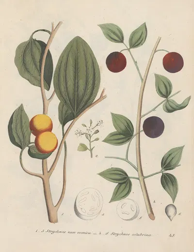 Giftpflanzen-Buch Pl.45 by Friedrich Berge, 1845 — digital art print download