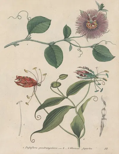 Giftpflanzen-Buch Pl.52 by Friedrich Berge, 1845 — digital art print download