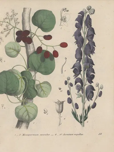 Giftpflanzen-Buch Pl.55 by Friedrich Berge, 1845 — digital art print download