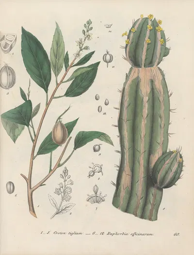 Giftpflanzen-Buch Pl.60 by Friedrich Berge, 1845 — digital art print download