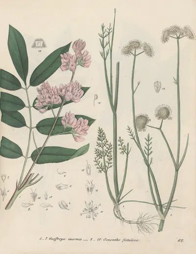 Giftpflanzen-Buch Pl.62 by Friedrich Berge, 1845 — digital art print download