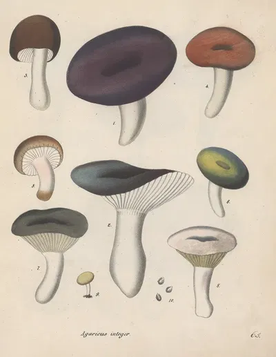Giftpflanzen-Buch Pl.65 by Friedrich Berge, 1845 — digital art print download