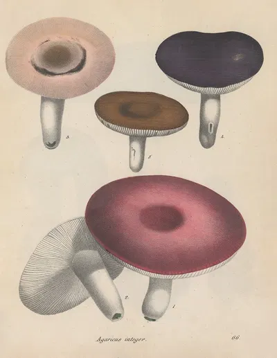 Giftpflanzen-Buch Pl.66 by Friedrich Berge, 1845 — digital art print download