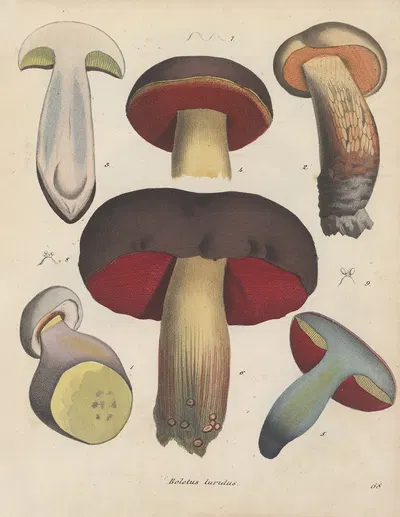 Giftpflanzen-Buch Pl.68 by Friedrich Berge, 1845 — digital art print download