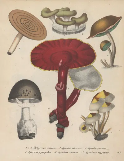 Giftpflanzen-Buch Pl.69 by Friedrich Berge, 1845 — digital art print download