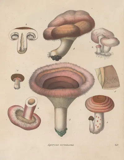 Giftpflanzen-Buch Pl.70 by Friedrich Berge, 1845 — digital art print download