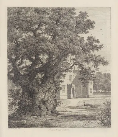 Elm at Checquers by Jacob George Strutt, 1826 — digital art print download