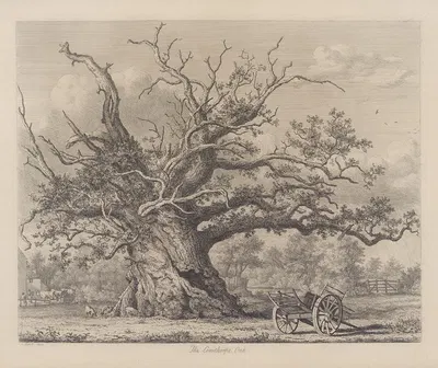 The Cowthorpe Oak by Jacob George Strutt, 1826 — digital art print download