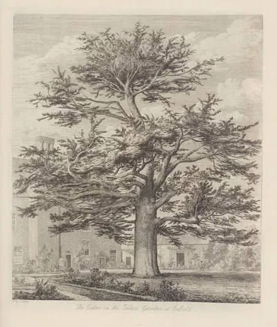 The Enfield Cedar by Jacob George Strutt, 1826 — digital art print download