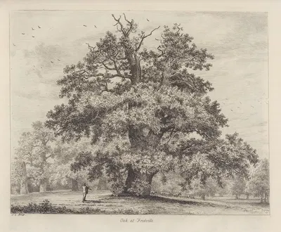 The Fredville Oak, Beauty by Jacob George Strutt, 1826 — digital art print download