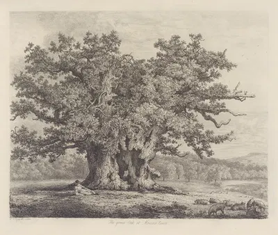 The Moccas-Park Oak by Jacob George Strutt, 1826 — digital art print download