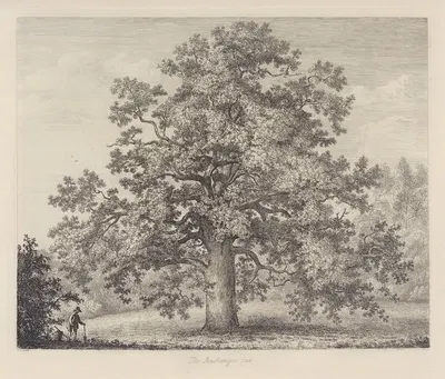 The Panshanger Oak by Jacob George Strutt, 1826 — digital art print download