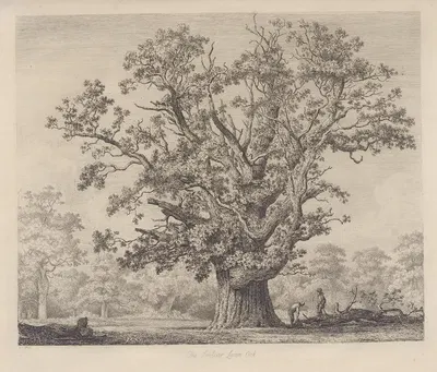 The Swilcar-Lawn Oak by Jacob George Strutt, 1826 — digital art print download