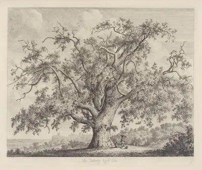 The Tutbury Wych-Elm by Jacob George Strutt, 1826 — digital art print download