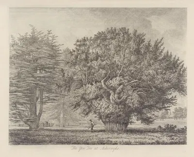 The Yew Tree at Ankerwyke by Jacob George Strutt, 1826 — digital art print download