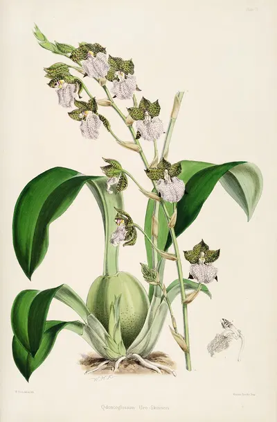 A monograph of Odontoglossum Pl.01 by James Bateman, 1874 — digital art print download