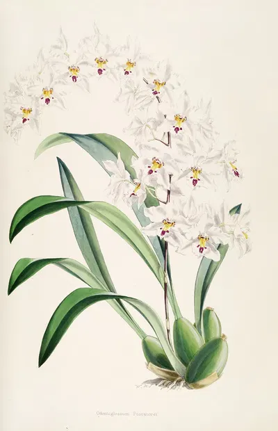 A monograph of Odontoglossum Pl.04 by James Bateman, 1874 — digital art print download