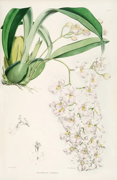 A monograph of Odontoglossum Pl.05 by James Bateman, 1874 — digital art print download