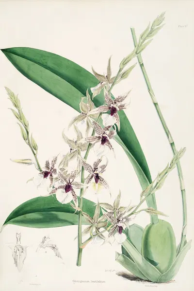 A monograph of Odontoglossum Pl.06 by James Bateman, 1874 — digital art print download