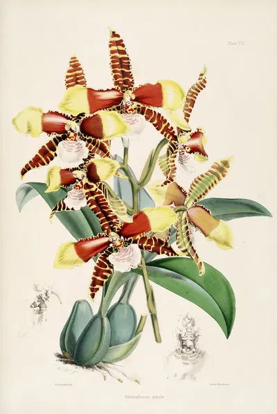 A monograph of Odontoglossum Pl.07 by James Bateman, 1874 — digital art print download