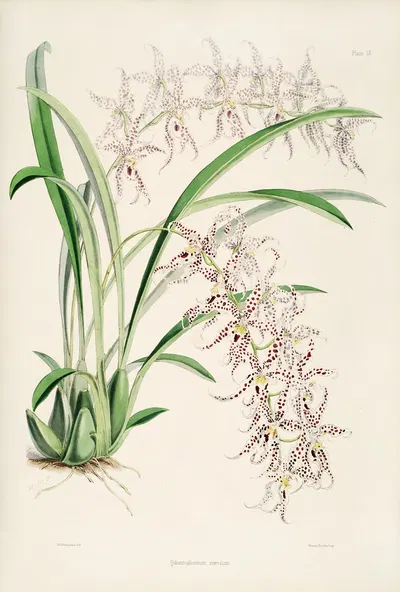 A monograph of Odontoglossum Pl.08 by James Bateman, 1874 — digital art print download